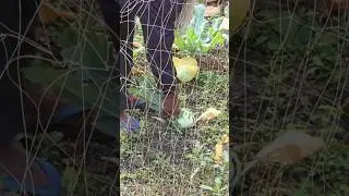Hands plucking fresh green vegetables #winter #harvest #gardening #subscribe #shortvideo #nature