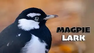 Magpie Larks - Sexual Dimorphism of the Species