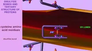 PROTEIN DISULFIDE BONDS & ROUGH ENDOPLASMIC RETICULUM