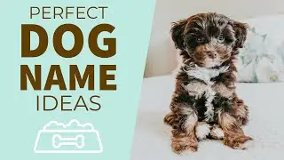 How to choose the perfect dog name
