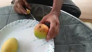 𝙏𝘼𝙎𝙏𝙀 𝙍𝙀𝙑𝙄𝙀𝙒 𝙎𝙐𝙍𝙆𝙃𝘼 𝘽𝙐𝙍𝙈𝘼 & 𝙎𝘼𝙃𝘼𝙅𝘼𝙃𝘼𝙉 𝙈𝘼𝙉𝙂𝙊 #mango #indianmango #viral #gardening #rooftop