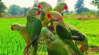 Natural Parrot Sounds Videos | Parrot Talking Videos | Mitthu ki Awaaz | #parrotsound 