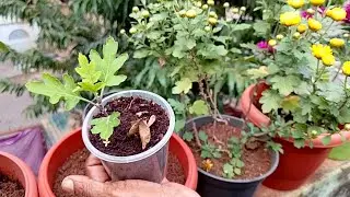 சாமந்தி செடி கட்டிங்ஸ் வேகமாக வளர பராமரிப்பு டிப்ஸ் | Chrysanthemum plant cuttings fast growth care