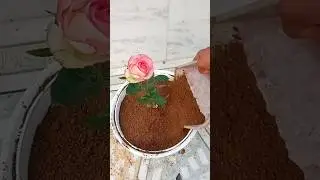 RKVLOGER. #homegardening #flowers #garden #uttarakhandirasoi #gardening #vlog #plants