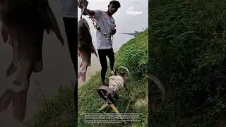 Releasing a giant fish back into the water: a moment of freedom