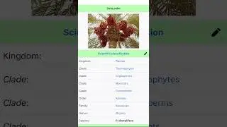 date palm (Phoenix dactylifera)  #datepalmtree #plants #information #foryou #shorts #video #nature