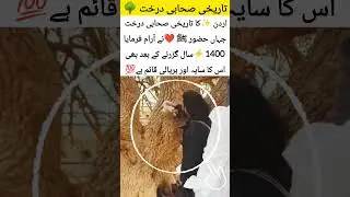 SubhanAllah! The 1,400-year-old living miracle in Jordan#islamicvideo #youtubeshorts #allah #love