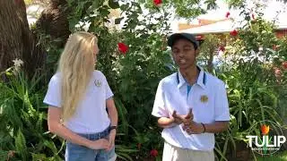 TULIP ambassador programme