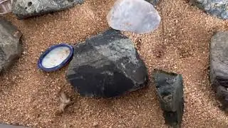 Fourmis Camponotus sanctus sa déménage  📦