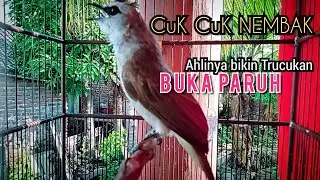 PANGGILAN trucuk gacor Cuk Cuk uplik VARIASI komplit,menjadikan TRUCUK malas BUNYI nyaut sketika