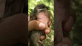 #alimokonhunting #catchandrelease #animaltrap #wilddovehunting #shotsvideo #shorts