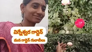 విగ్నేశ్వర గార్డెన్#మన ఛానల్#మన గార్డెన్ గులాబీలు#మంగాదేవి వీడియోస్