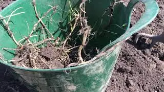 COUCH GRASS IS EVIL.  FORK IT - DO NOT ROTOVATE