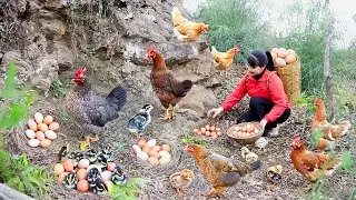 Harvest Chicken Egg, goes to the market to sell - Harvesting and Cooking |Tieu Vy Real Life