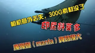 【4K拍摄】相机意外丢失，300G素材没了，印尼科莫多，魔鬼鱼（manta）真的很大
