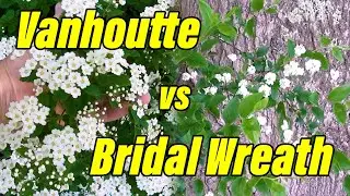 Vanhoutte Spirea vs Bridal Wreath Spirea - Spiraea x vanhouttei vs. Spiraea prunifolia