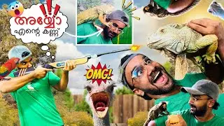 🦎 ഇവന്റെ വില 1 ലക്ഷം 🫨 | ഇവൻ എന്റെ കണ്ണിൽ കുത്തി  | ഭീകരൻ ഇഗ്വാന |iguana malayalam