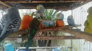 Aesthetic Birds Curated for a Premium Living Space