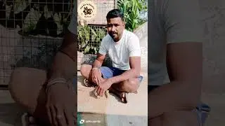 🐶divorming day🐶🐾🤎🖤 contact(9309878335)#dog# the pet's empire #jalgoan#doberman#youtube# shortvideo