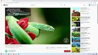 Web Browsing and Youtube on Intel Celeron N2840 and 16 GB RAM (Windows 10)