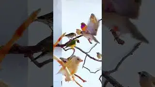Most Beautiful Parrots 🐦🦜 Cute Parrot Voice #shortvideo #parrot #bard #shorts