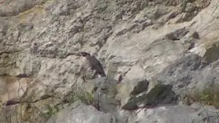 Peregrine on the great orme pt2 zoomed out