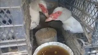 ORDEYIN VE QAZIN TEZ CEKI YIGMASI UCUN BORDAG ❗
