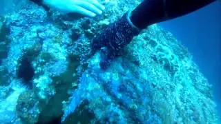 m3sca1's first SCUBA with sharks