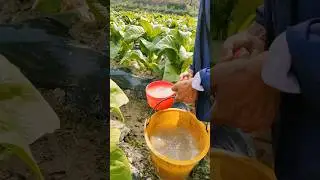 Watering the Chinese tobacco plants shorts 2024 👍#work #short