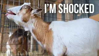 She had the Prettiest Babies! | Mini Goat Labor and Delivery