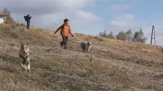 Collies on a trip through the plains of the Slovak Karst