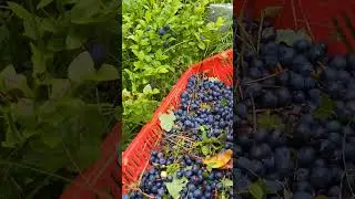 Wild berry picking #harvesting #sweden #blueberry #berryfarm