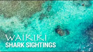 Waikiki sharks feeding off popular Kaimana Beach Honolulu, Oahu Hawaii
