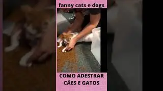 Funny Cats and Dogs Doing Crazy Things at Home #shorts