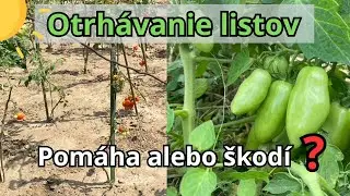 Prečo neoholiť rajčiny – mýty o otrhávaní listov