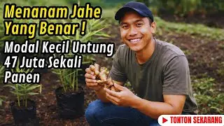 Rahasia Perawatan Jahe Yang Jarang Dibahas. Yang Terlihat Kecil, Justru Menyimpan Nilai Terbesar.!