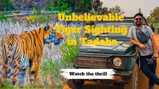 Tadoba National Park I Tiger family I Tigers Secret