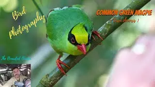 Amazing Birds  | The Common Green Magpie (Cissa chinensis)