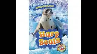 Harp Seals - Rebecca Pettiford