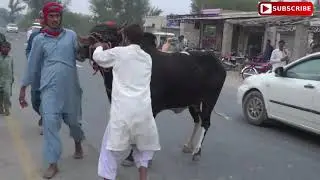BESAKII MELA CHAPRE ADA GT ROAD LAYYAH ROTAD 2020 PART6