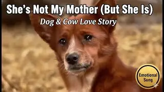 She's Not My Mother (But She Is) - Dog & Cow Love Story | Wild Bars