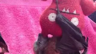 Cute orphan flying fox (bat) inverts:  this is Trappie