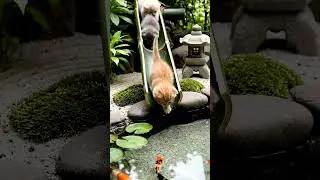 Kittens vs Bamboo Slide: Cutest Splash Ever! 🐱🎋💦 #stopmotioncats #kittensplash #bambooslide