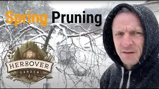 Urban Homestead Cherry and Apple Tree Pruning in Cold Climate Early Spring