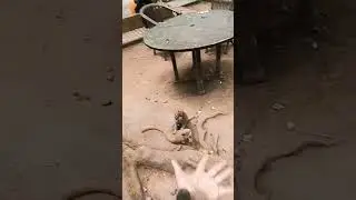 #satwalucu #animals #musangakar