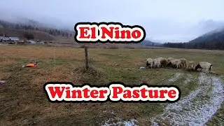 ESCAPING WINTER WRATH:  El Nino's Impact on Sheep Grazing
