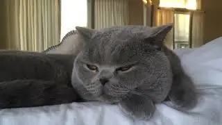 Sleepy Willy cat