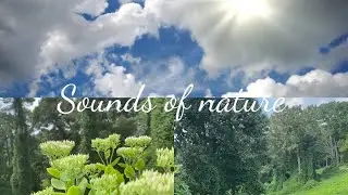 30 Min Forest Birdsong Nature Sounds/Wildflowers #whitenosie #forestsounds #naturesounds #sleepmusic