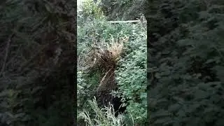 Nine Springs Vid 11 Tedgers Ramble