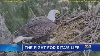 Rita the bald eagle recovering at Zoo Miami after suffering 'horrible injury'